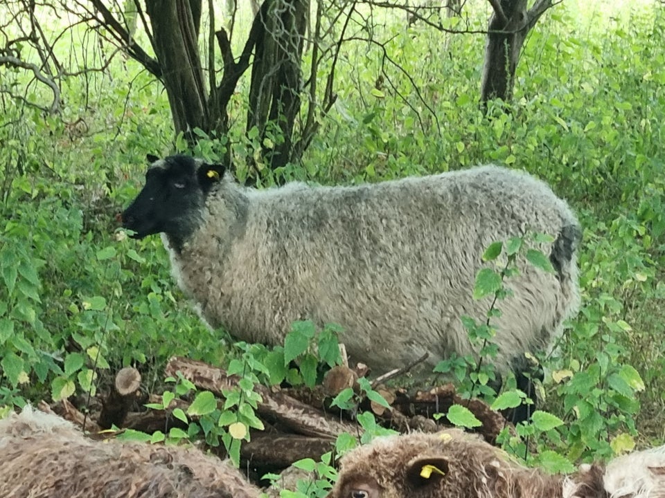 Gimmer Gotlænder/Spælsau 3 stk