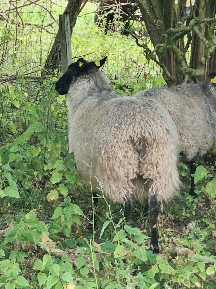 Gimmer Gotlænder/Spælsau 3 stk