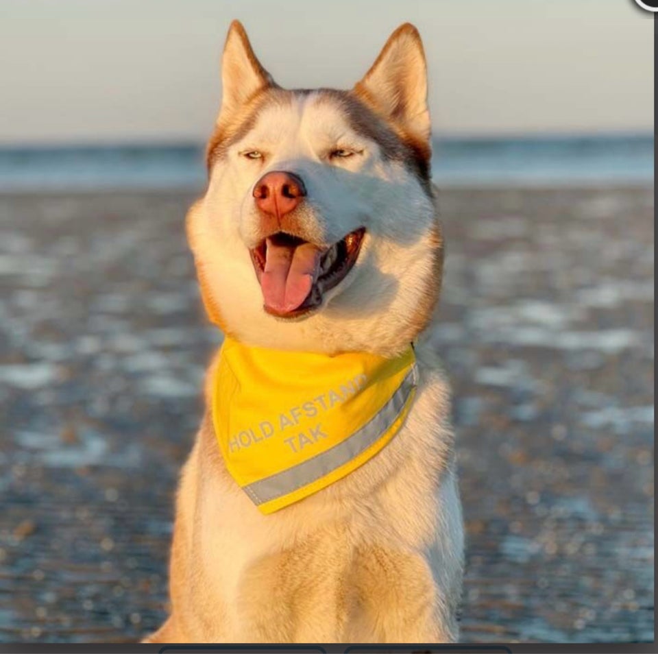 Hundebeklædning Bandana