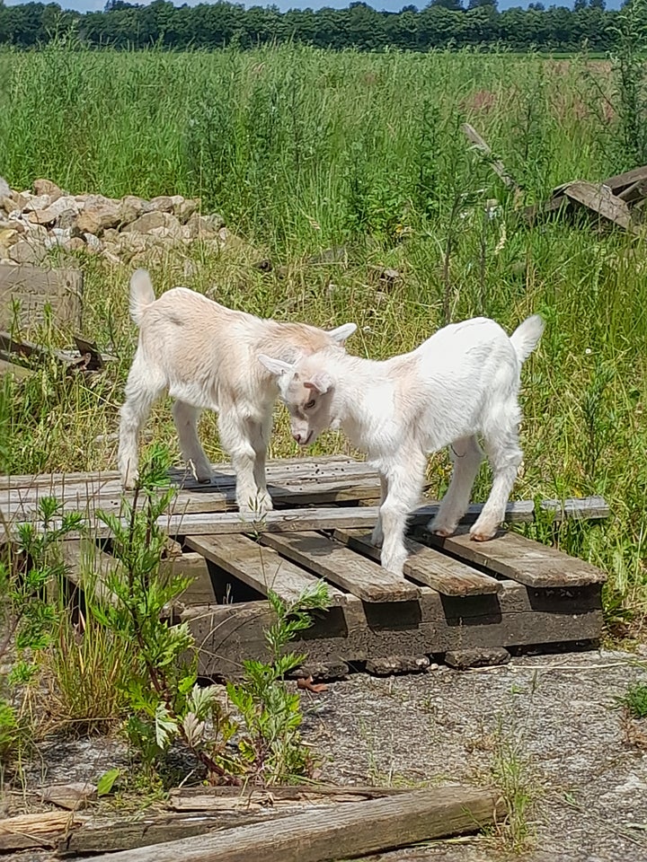 Gedekid Boer/dværg 2 stk