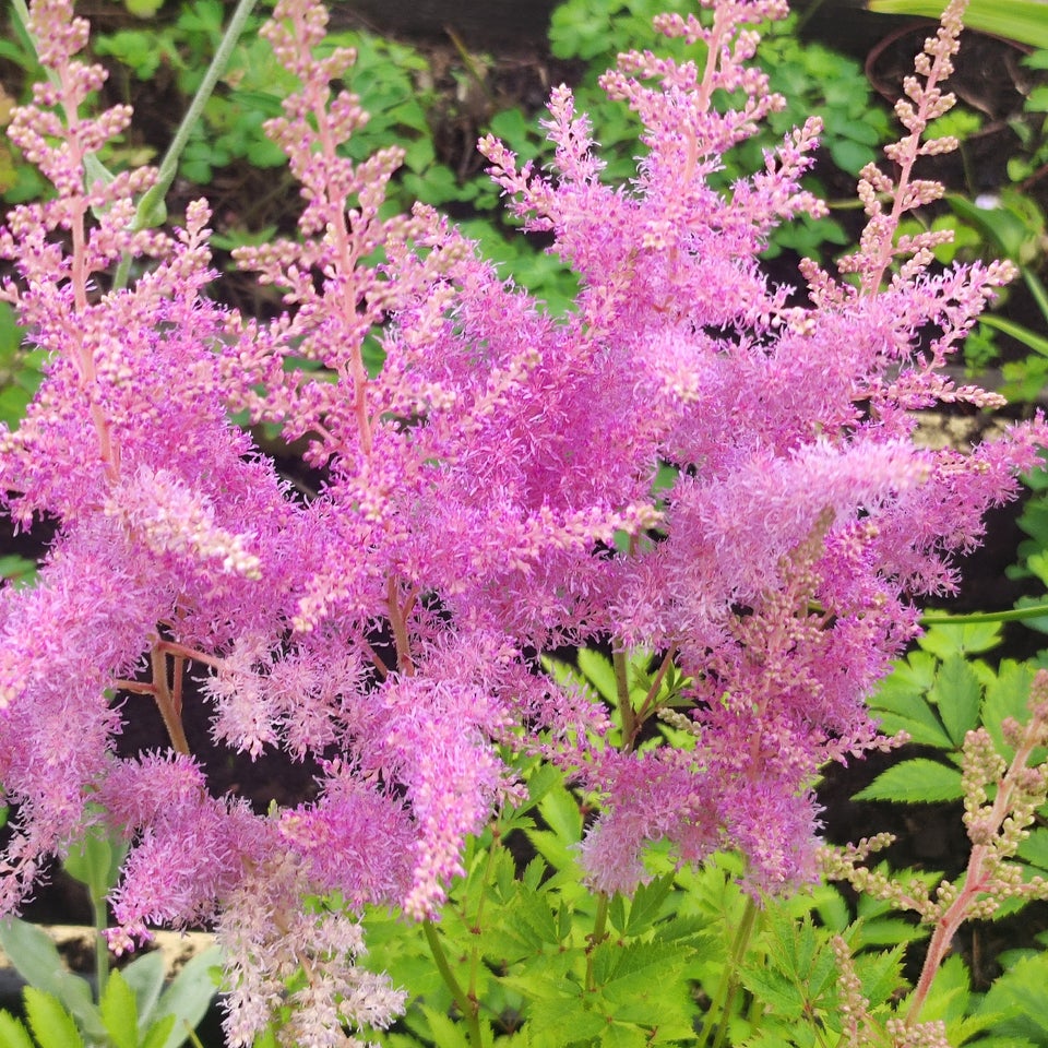 Stauder Daglilje Solhat Astilbe