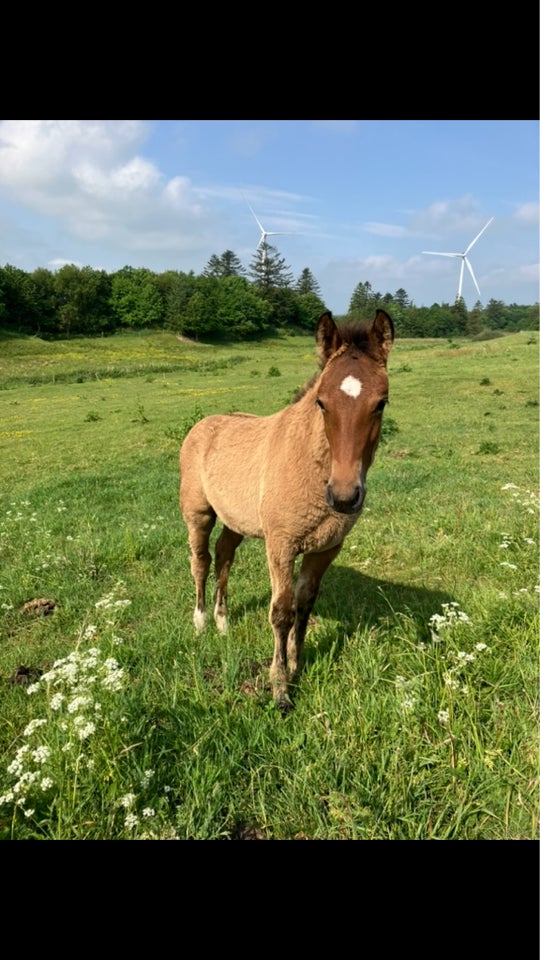 Blanding hingst 0 år