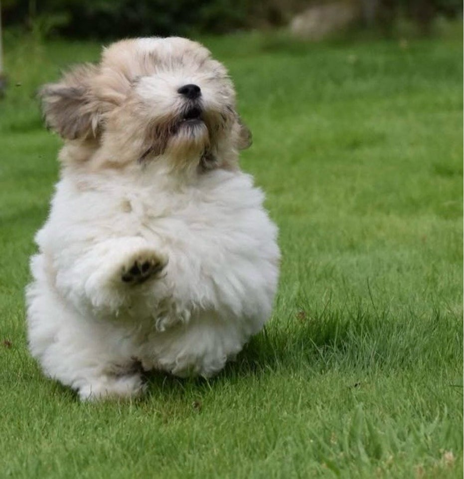 Coton de Tulear hanhund hvalp