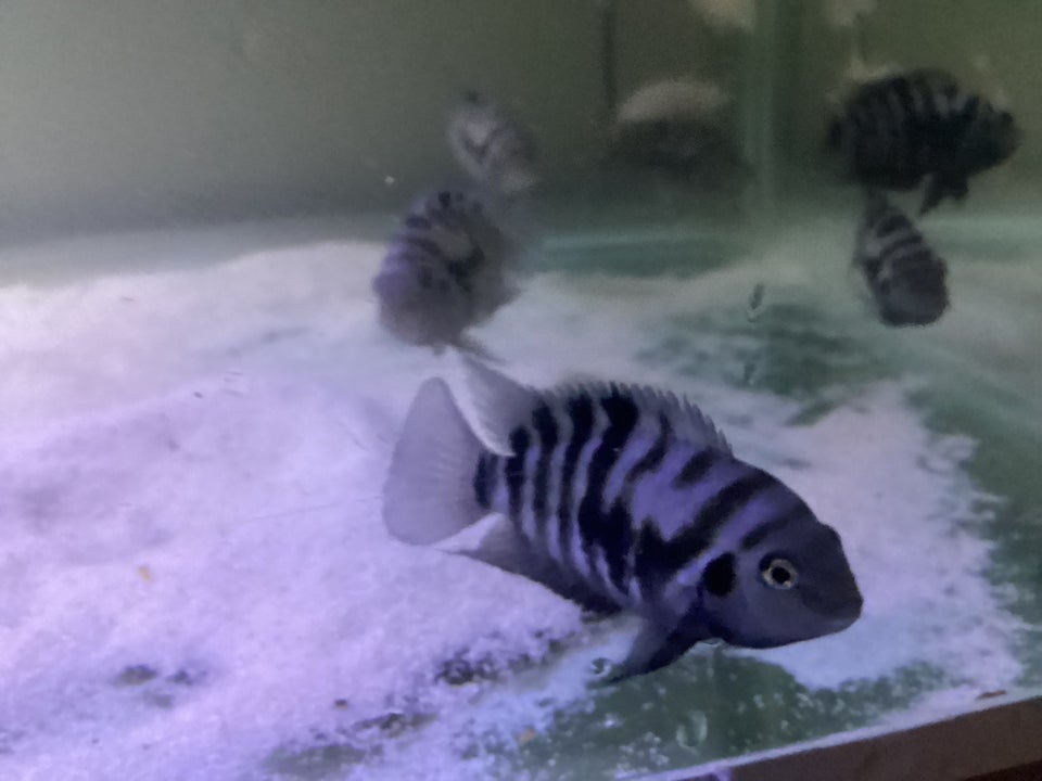 Zebra og elfenben, 25-30 stk.