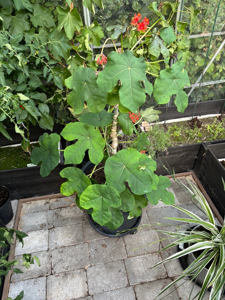 Jatropha podagrica