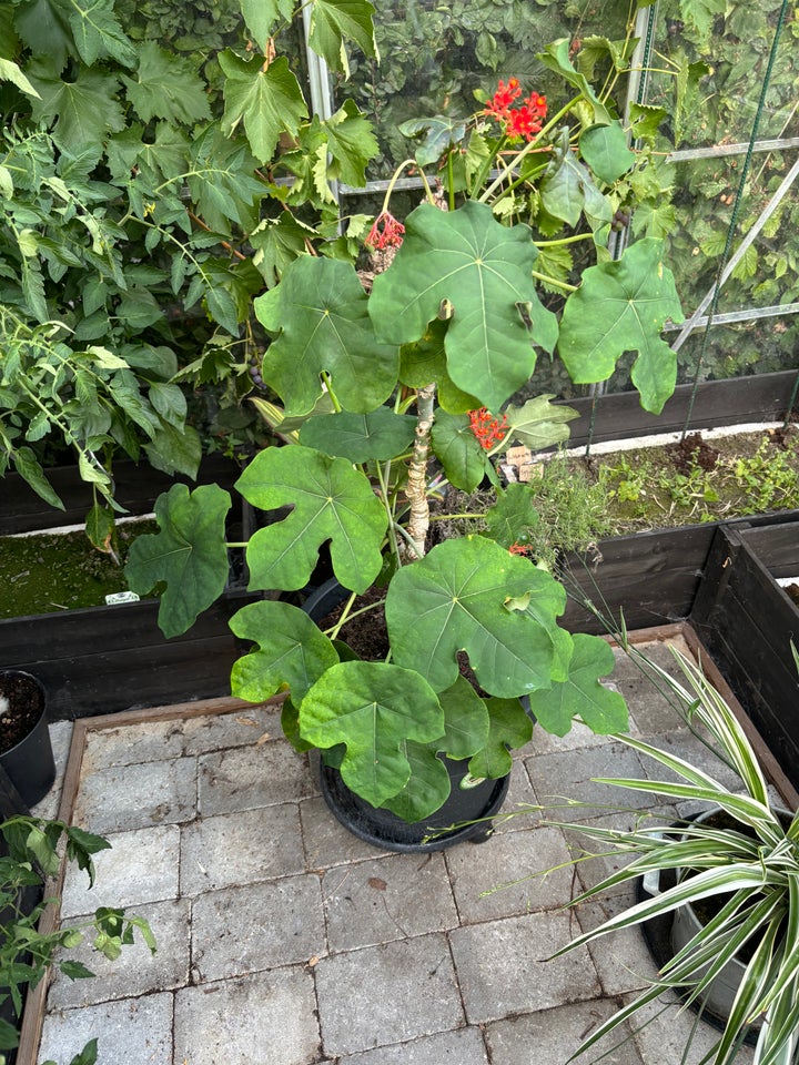 Jatropha podagrica