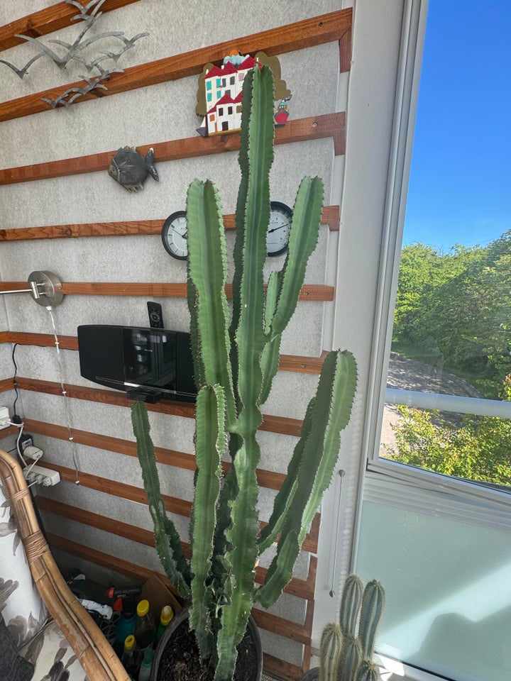 stueplante Kaktus