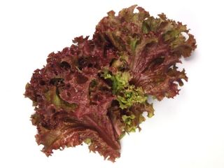 Babyblad Salat Lollo Rossa *2204