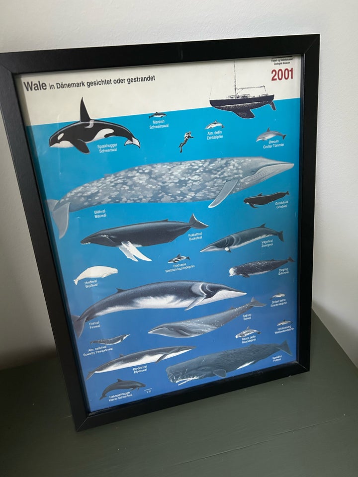 Plakat Fra 2001 motiv: Hvaler