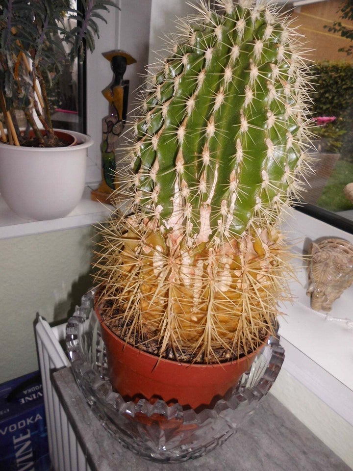 Kaktus kaktus