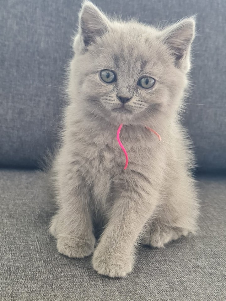 British Shorthair flere