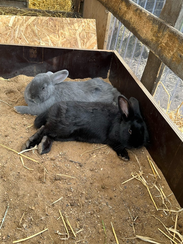 Kanin, Kæle kaniner, 1 år