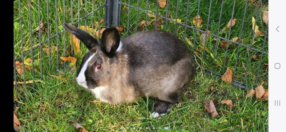 Kanin, Dværgvædder-blanding, 0 år