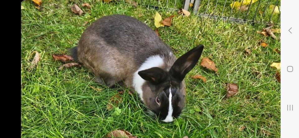 Kanin, Dværgvædder-blanding, 0 år