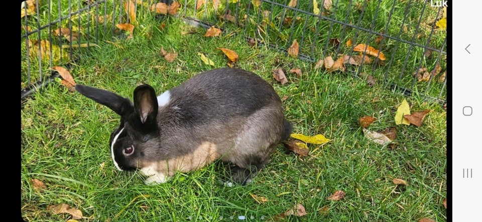 Kanin, Dværgvædder-blanding, 0 år