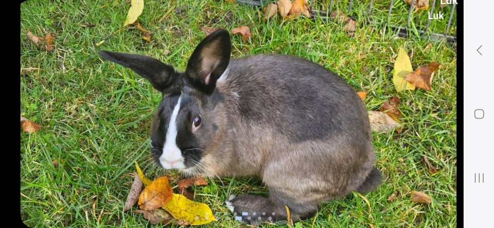 Kanin, Dværgvædder-blanding, 0 år