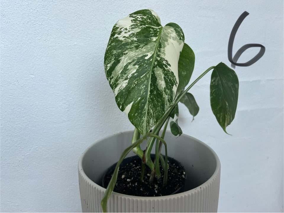 Stueplante Monstera Borsigiana