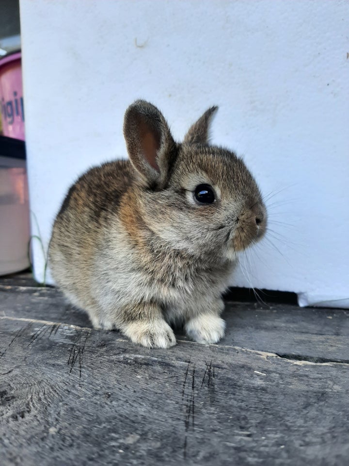 Kanin Hermelin blanding 0 år