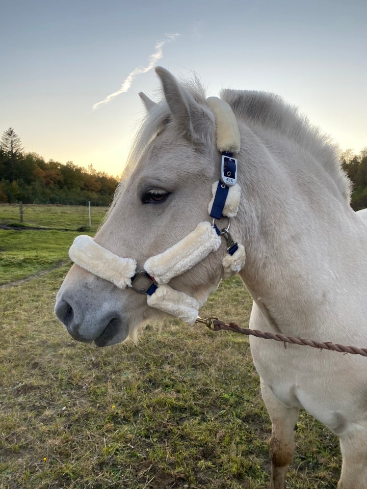 Fjordhest, hoppe, 5 år