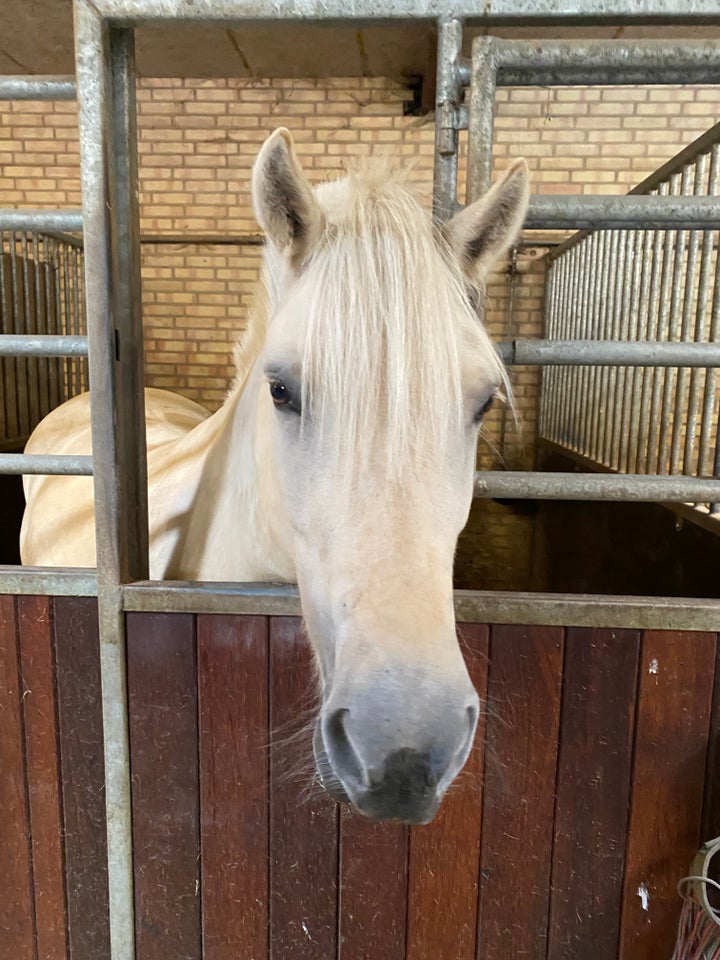 Fjordhest, hoppe, 5 år