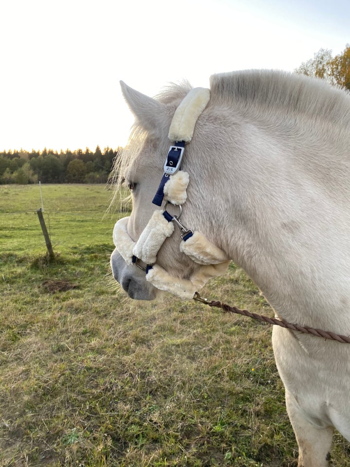 Fjordhest, hoppe, 5 år