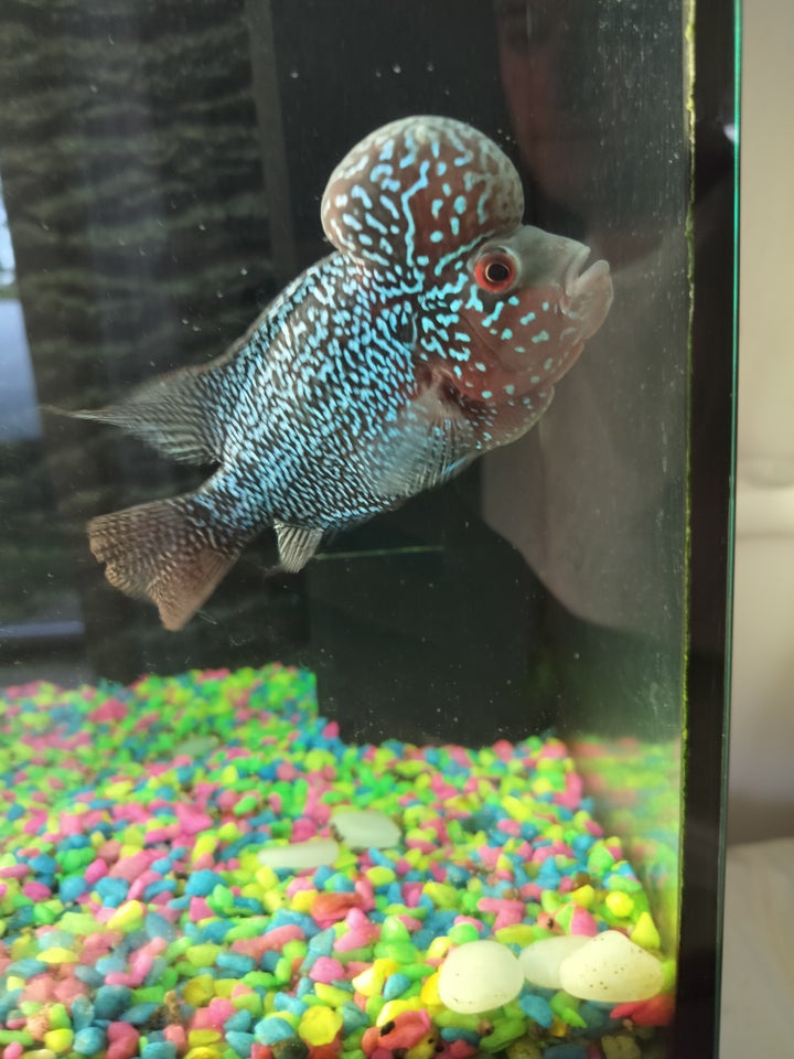 Flowerhorn