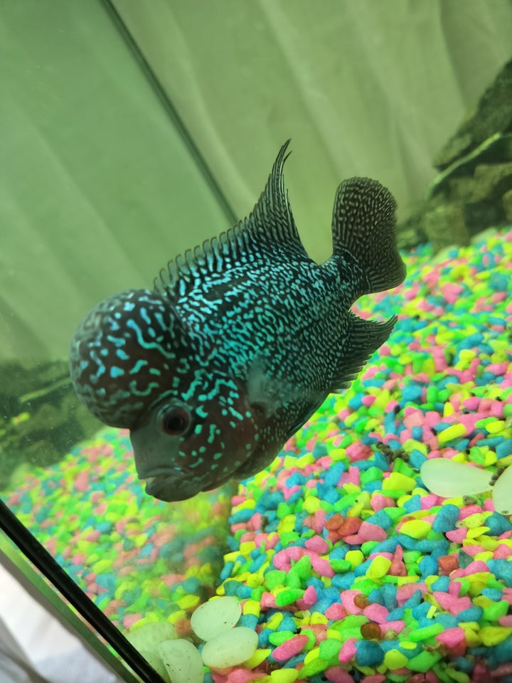 Flowerhorn