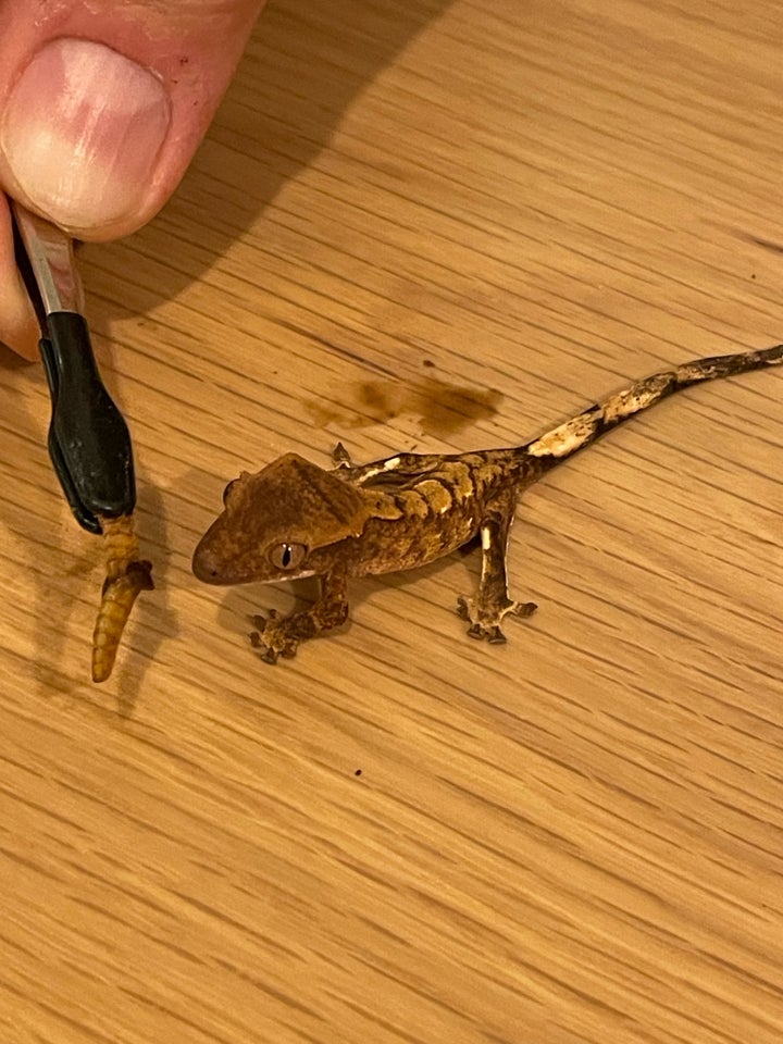 Gekko, Kronegekko