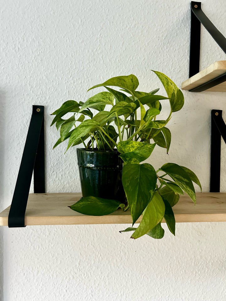 Potteplante Golden Pothos