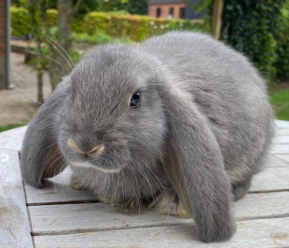 Kanin, FRANSK VÆDDER HUN VILDTBLÅ,