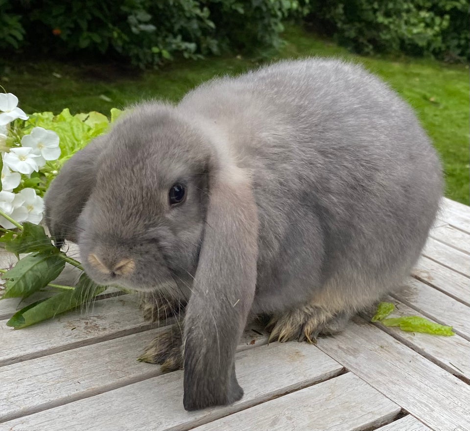 Kanin, FRANSK VÆDDER HUN VILDTBLÅ,