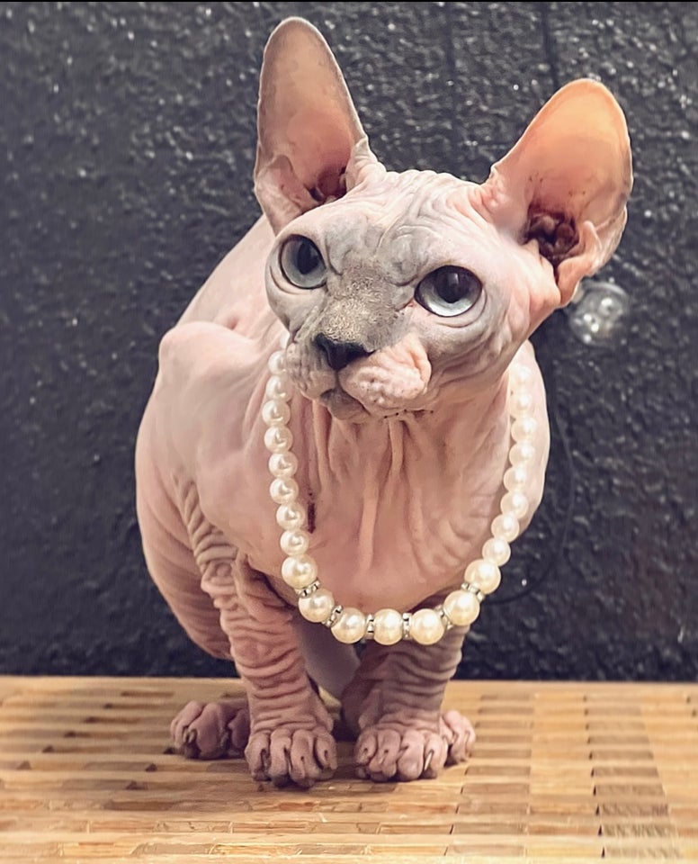 Luksus blandingskat Sphynx...