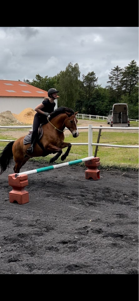 Anden race, vallak, 12 år