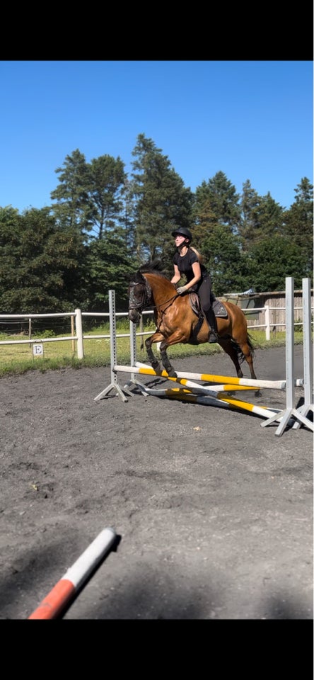 Anden race, vallak, 12 år