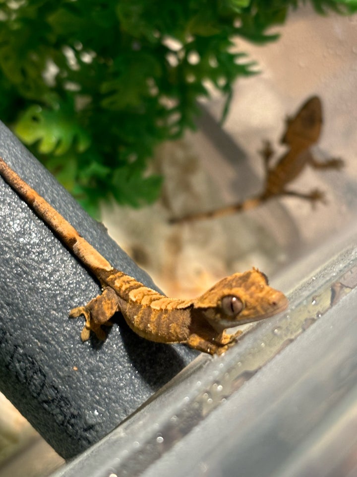 Gekko Kronegekko