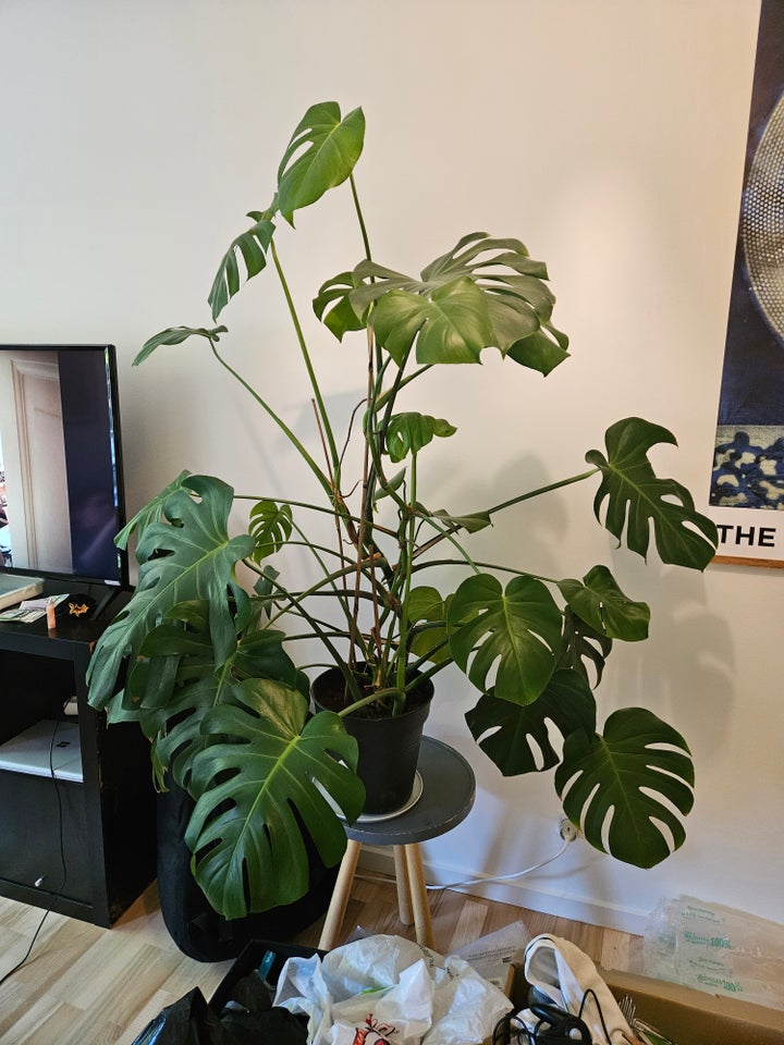 stueplante Monstera