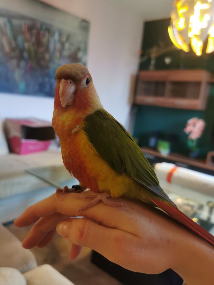 Papegøje, Conure, 0 år