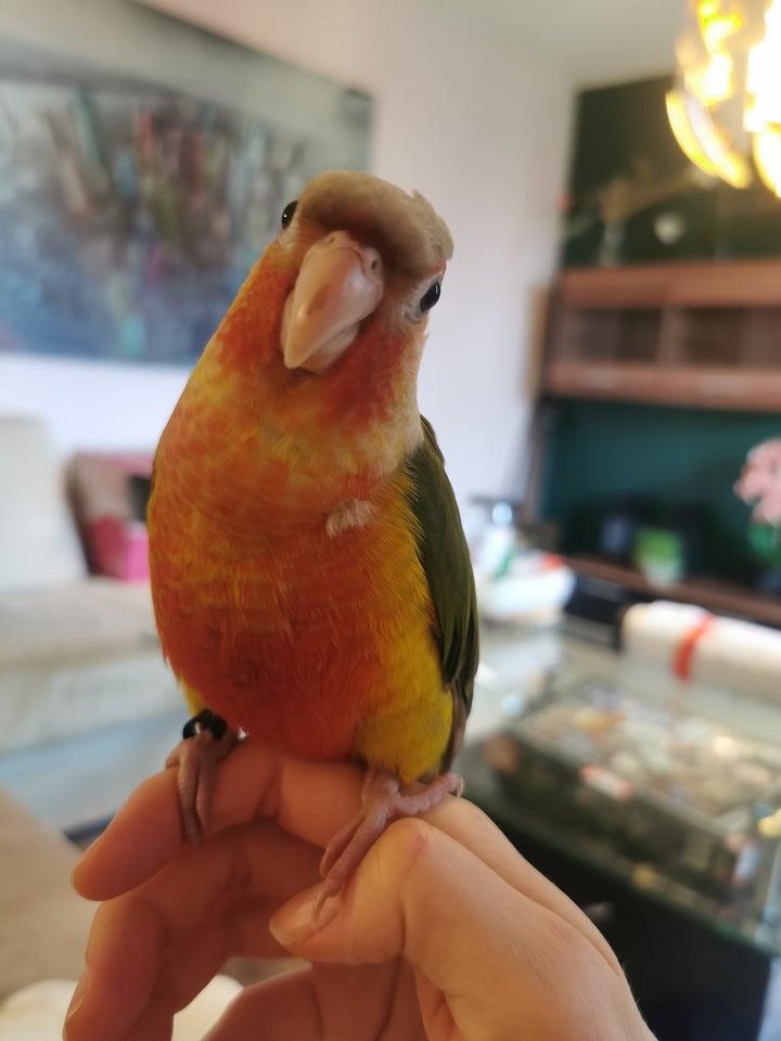 Papegøje, Conure, 0 år