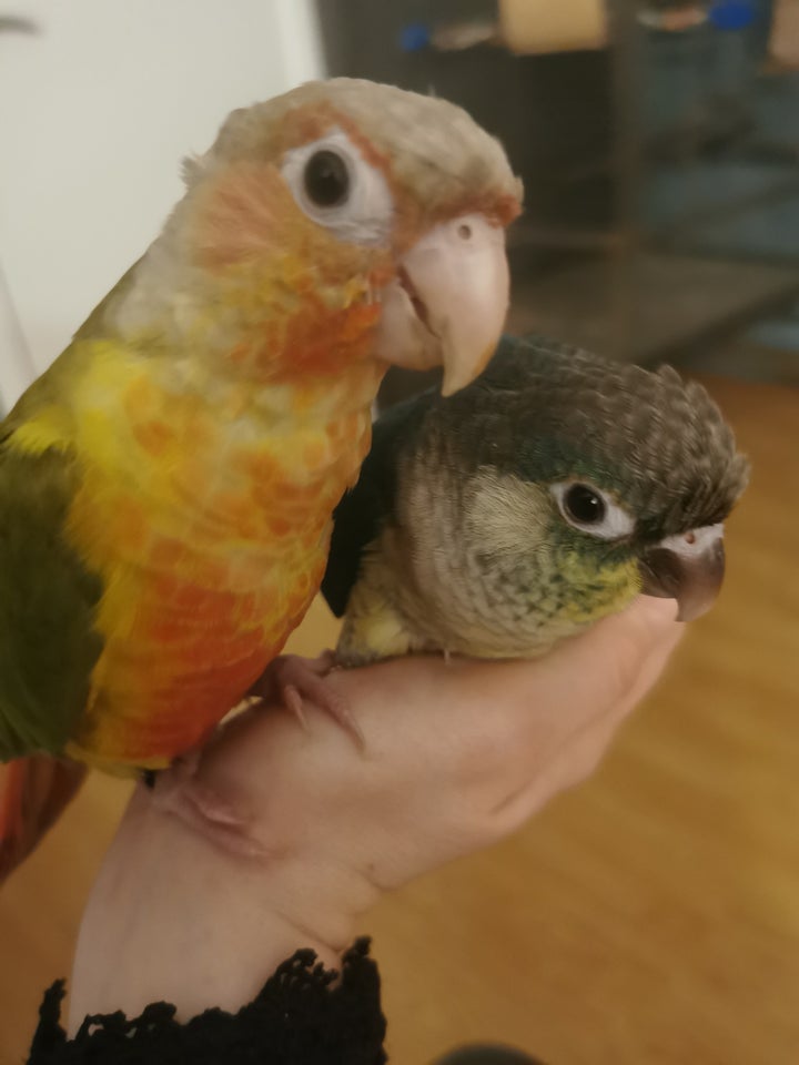 Papegøje, Conure, 0 år