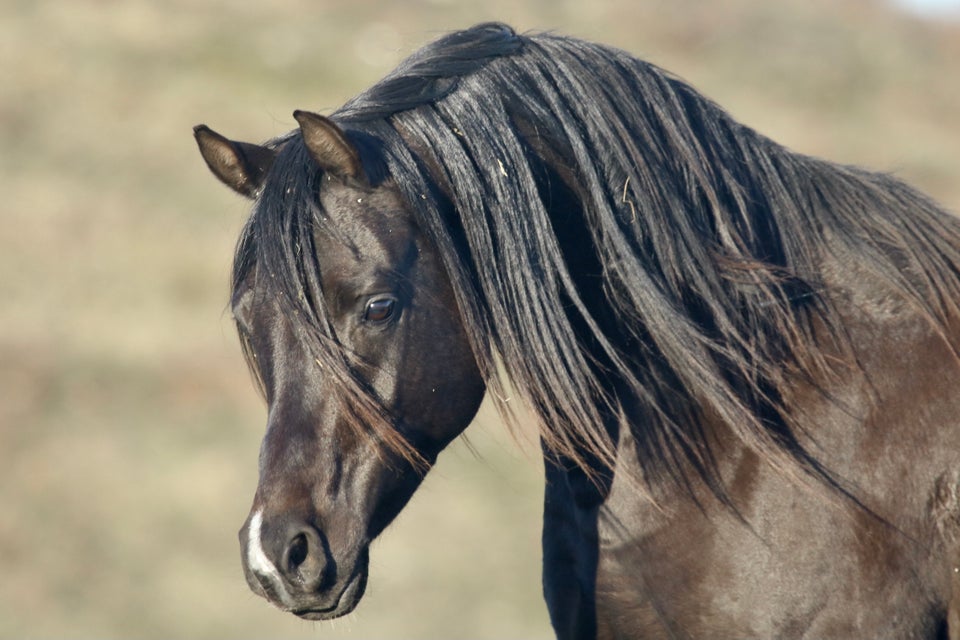 Drømmen om den sorte hingst