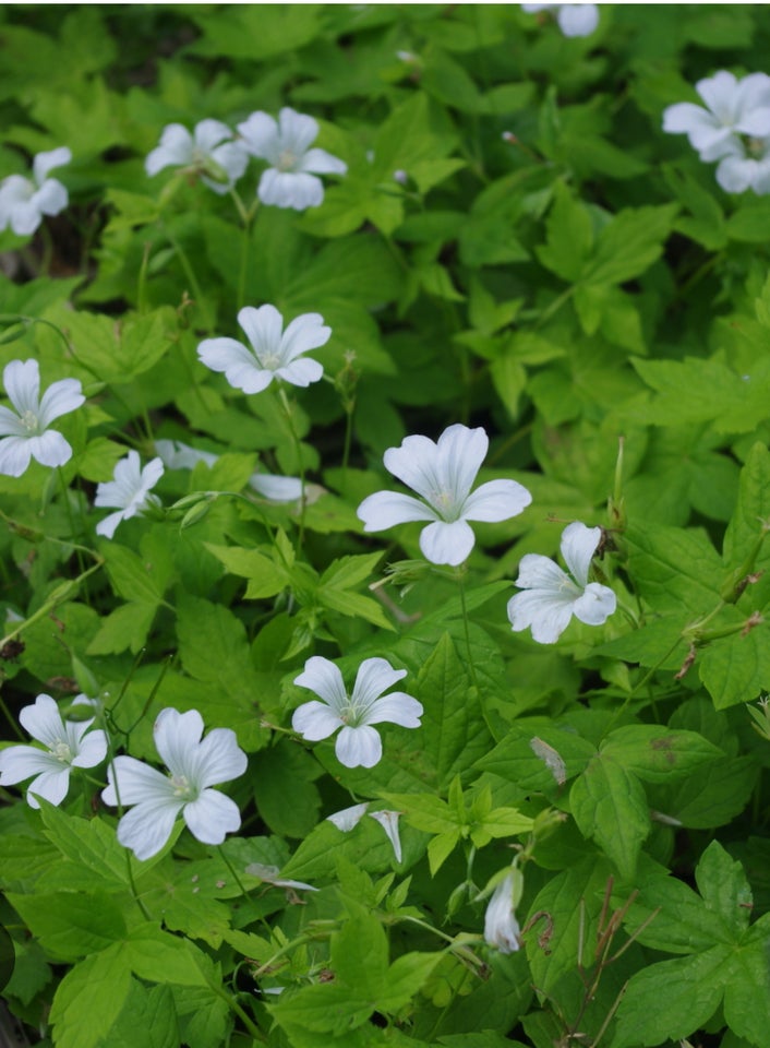 Stauder, Geranium nodosum