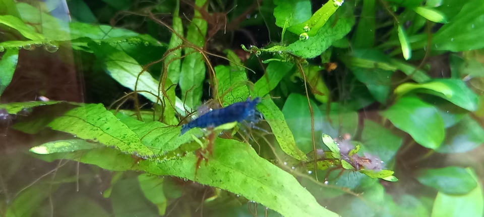 Neocaridina Davidi 'Blue Dream'