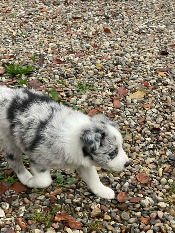 Border collie, flere hvalpe, 9 uger