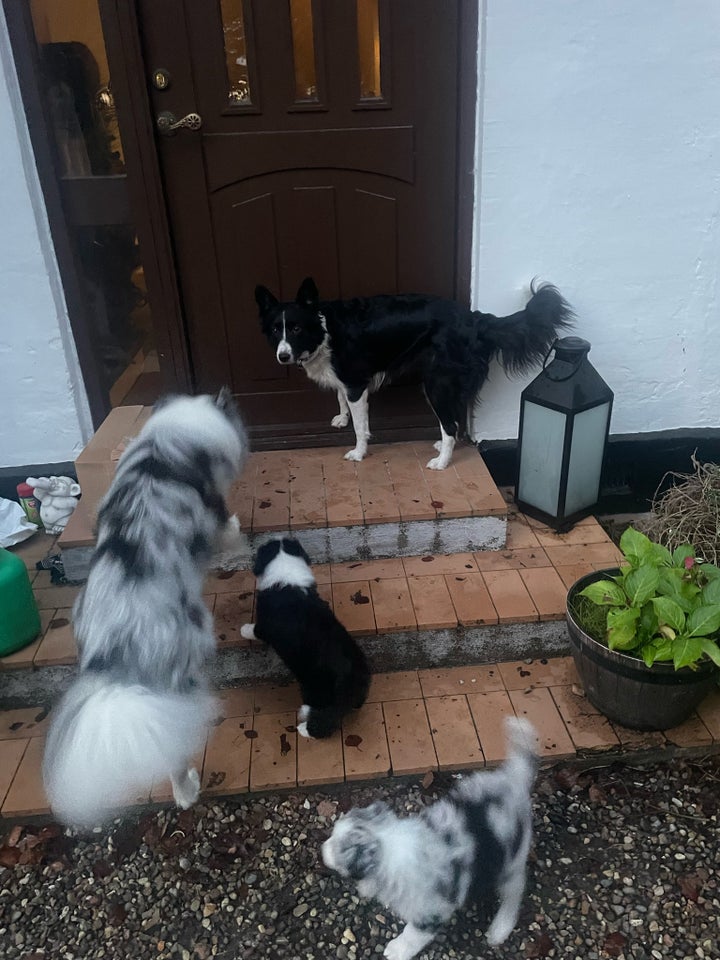 Border collie, flere hvalpe, 9 uger