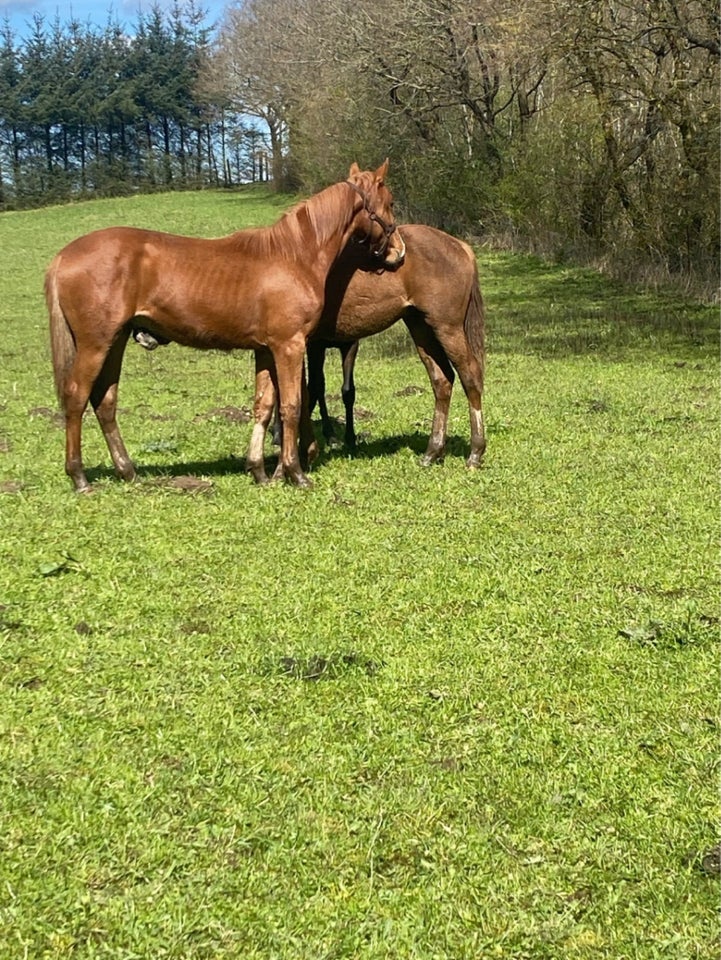 Dansk Varmblod hingst 1 år