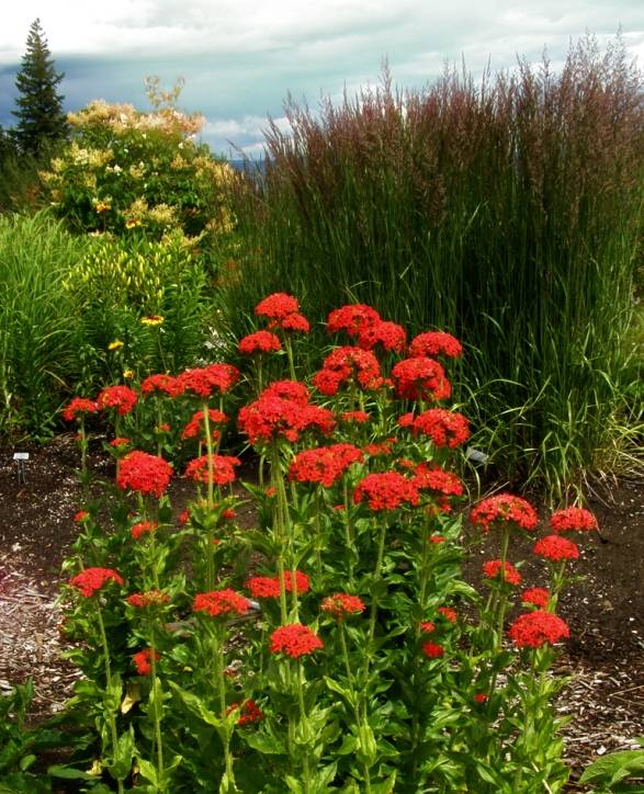 Stauder Lychnis chalcedonica