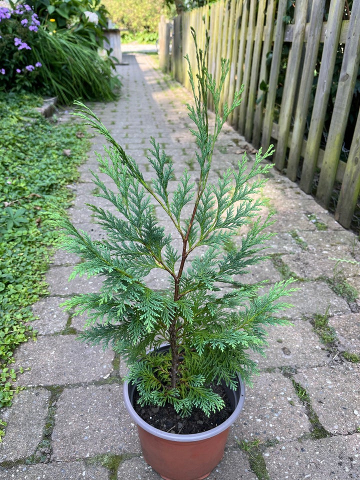 Træ, Thuja