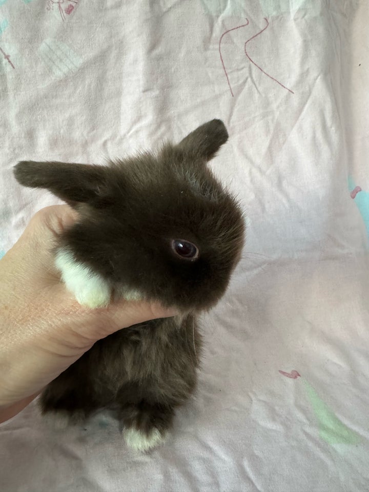 Kanin, Mini lop Minilop, 0 år