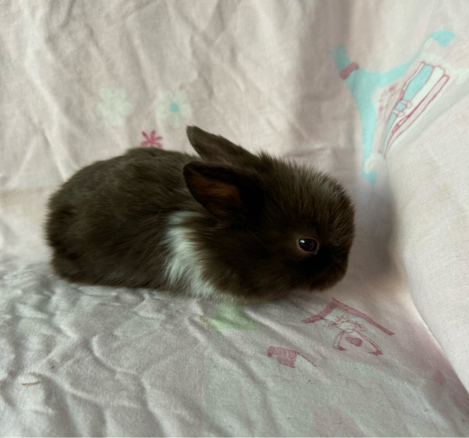 Kanin, Mini lop Minilop, 0 år