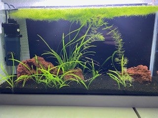 Akvarium, 24 liter, b: 50 d: 16 h: 30